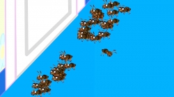 انیمیشن خانواده شیر قسمت 278 - lion family